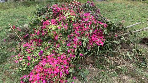 Le montant des pertes pour l’horticulture française devient colossal, avec plus de 200 millions d’euros estimés à début mai. ©François Arnould 